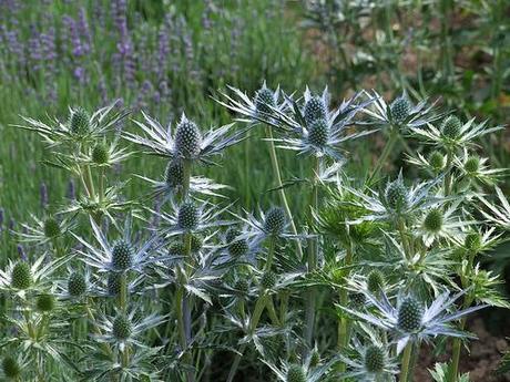 Eryngium x zabelii 'Jos Eijking'