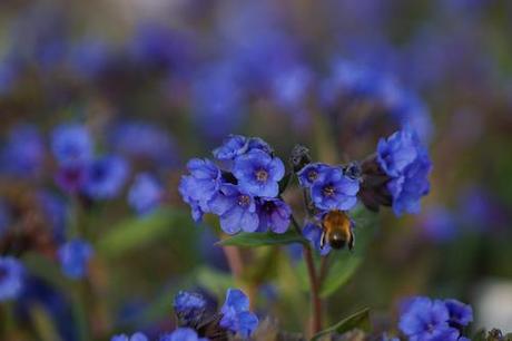 Pulmonaria 'Blue Ensign'