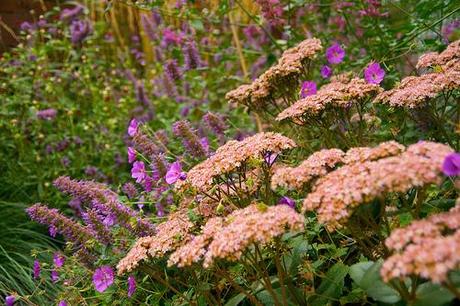 Sedum 'Matrona'