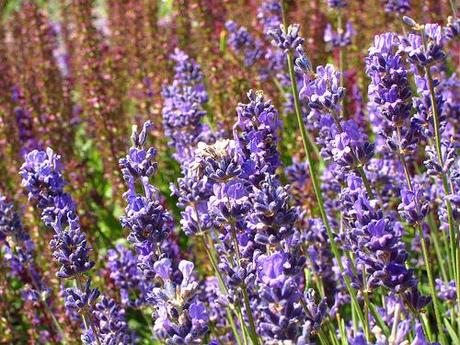 Lavandula angustifolia 'Folgate'