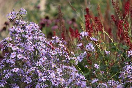 Aster 'Little Carlow'