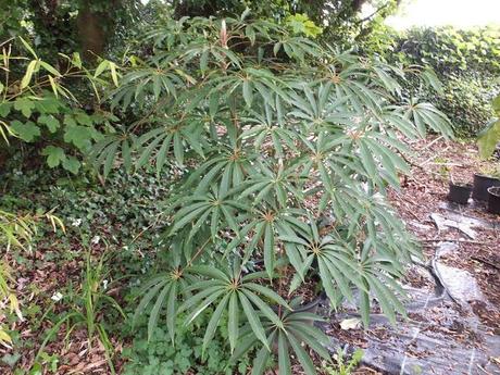 Cornwall Day One Cornwall Day One