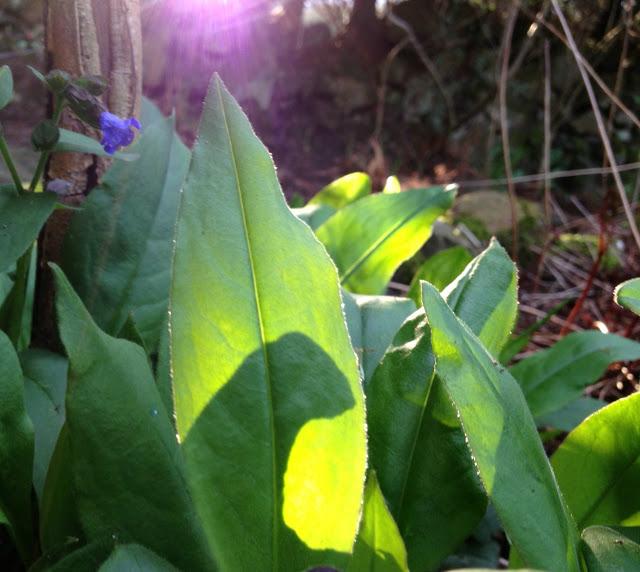 126/365 Once more unto the garden...
