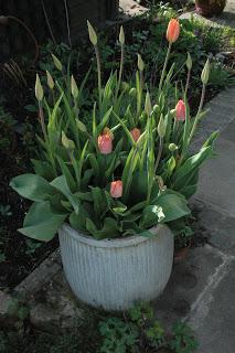 Peach tulips flowering in a ribbed, old, washtub.