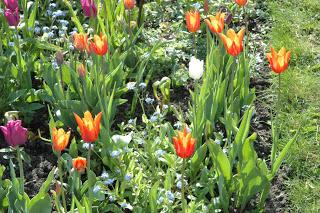 Everything's coming up tulips