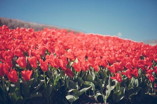 Moment for me: Tulip Festival