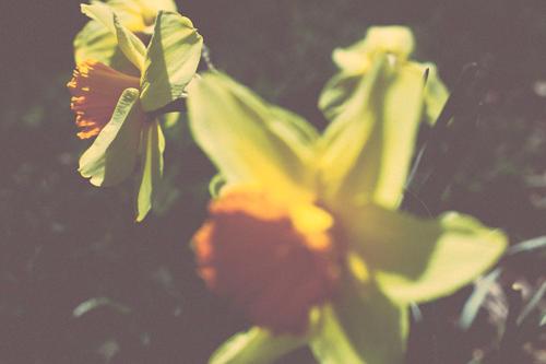 Moment for me: Tulip Festival