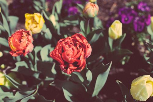 Moment for me: Tulip Festival