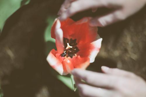 Moment for me: Tulip Festival