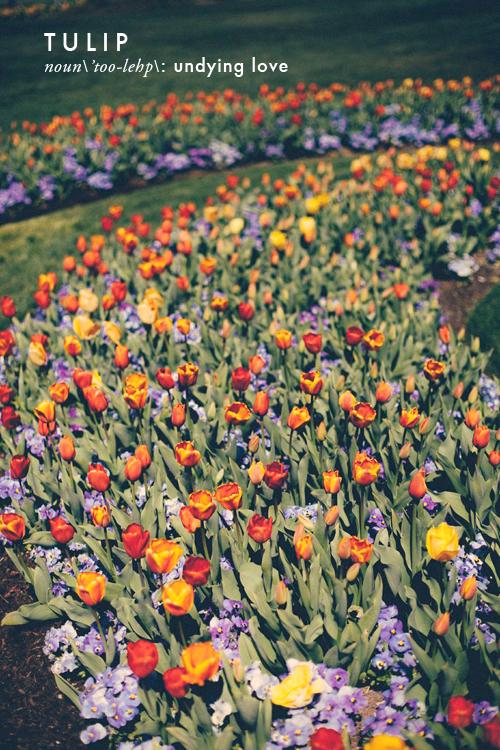 Moment for me: Tulip Festival