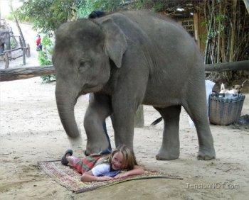 Don't worry, this girl is getting a massage. No one threw an elephant at her.
