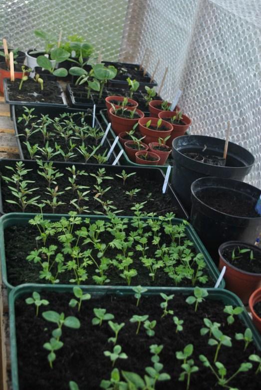 Pricked out seedlings