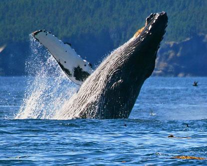Alaska Whale Tours