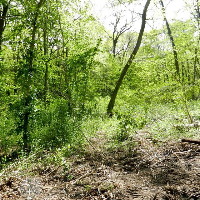 Lisa and Elizabeth's Excellent Adventure/Long Island