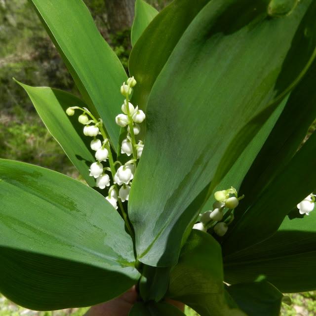Lisa and Elizabeth's Excellent Adventure/Long Island