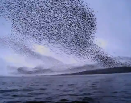 Murmuration