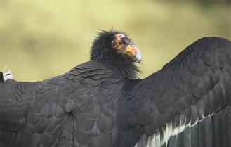 gallery_california_condor_usfws