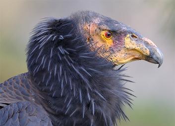 gallery_california_condor_profile