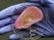 3D-printed Made from Calf Cells “hears”