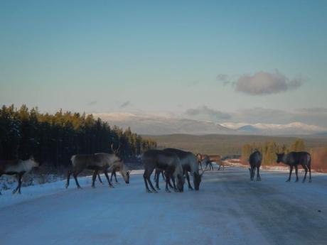 Herd of caribou in the Road