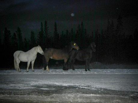 Wild Horses along the Alaska Canada highway