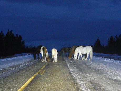 Horses licking the salt off the highway