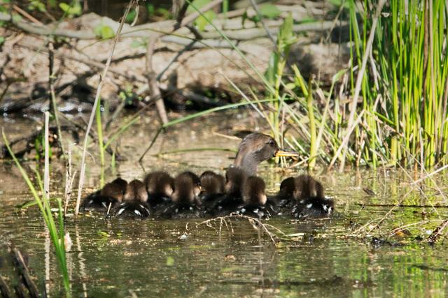16-Hooded-Merganser-Ducklings-following-Mom