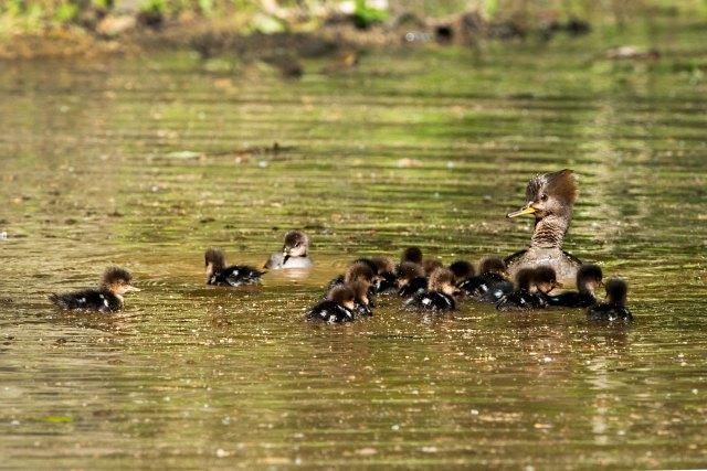 Hooded-Merganser-and-Her-Brood-Final-Count
