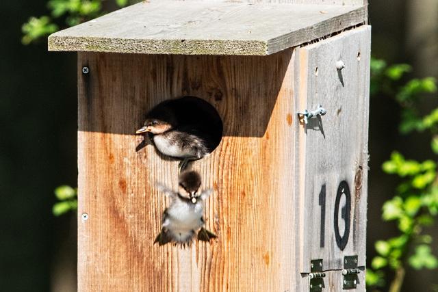 Hooded-Merganser-Ducklings-Jumping-from-Nest