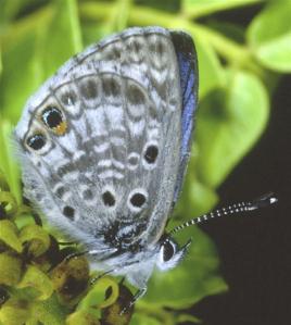 The Miami Blue butterfly, once common in the coastal areas of South Florida, is seen in Bahia Honda State Park on Bahia Honda Key, Fla., in May 2004. The Miami Blue Butterfly is not extinct but many believe it will be very soon.