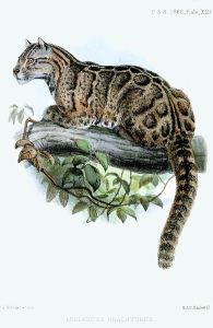 formosan-clouded-leopard-joseph-wolf