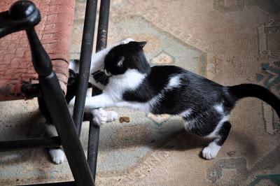 Kittehs -- War and Peace