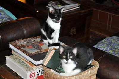 Kittehs -- War and Peace