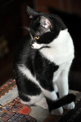 Kittehs -- War and Peace