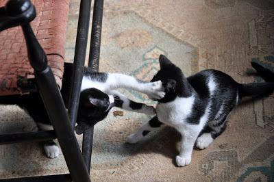 Kittehs -- War and Peace