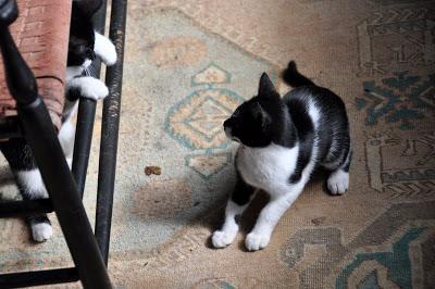 Kittehs -- War and Peace