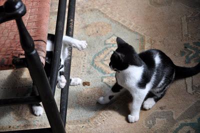 Kittehs -- War and Peace