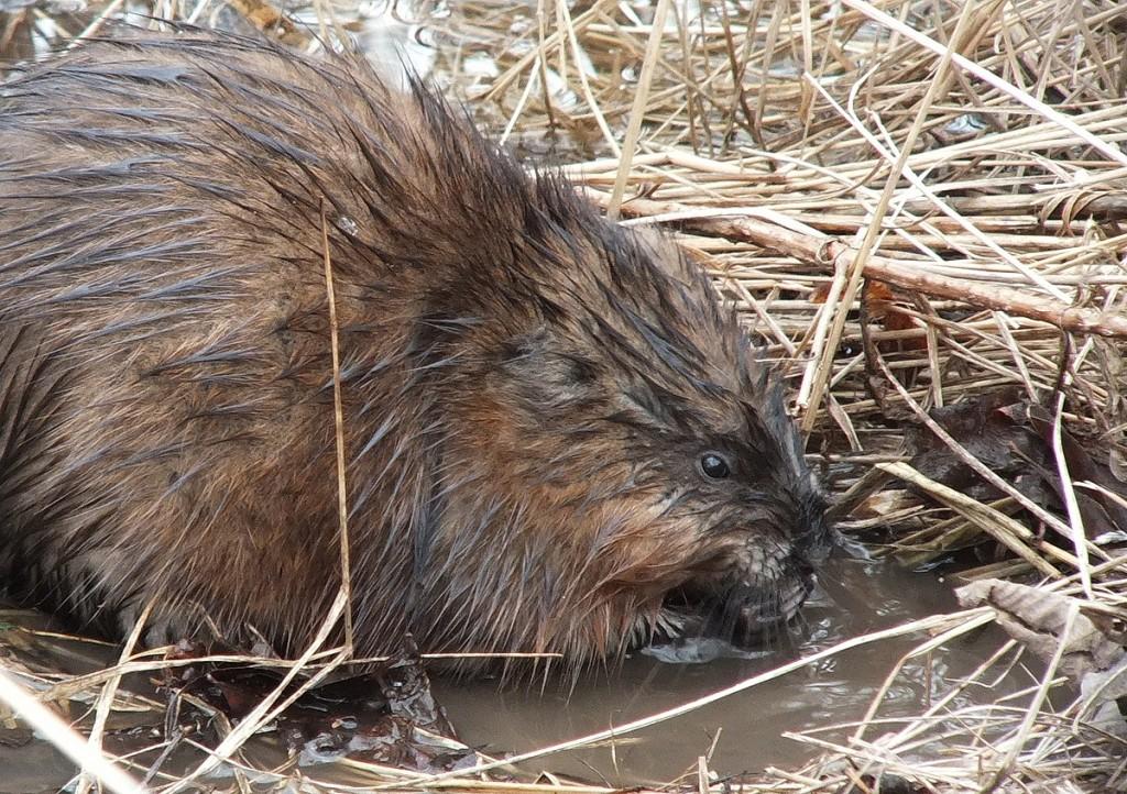 Muskrat holds a stick in its hands - Cranberry Marsh - Lynde Shores Conservation Area