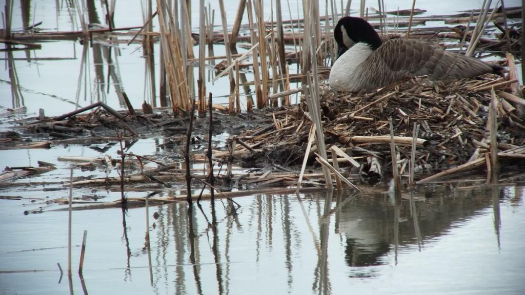 Canada Goose on nest - Cranberry Marsh - Lynde Shores Conservation Area