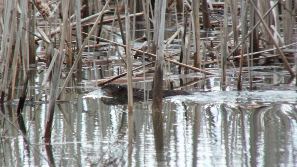 Muskrat - swims through marsh - Cranberry Marsh - Lynde Shores Conservation Area