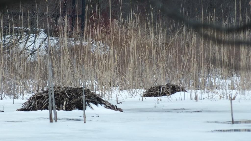 Muskrat mounds  - push-ups -  West Cranberry Tract - Whitby - Ontario