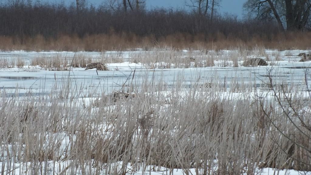 Muskrat mounds - West Cranberry Tract - Whitby - Ontario
