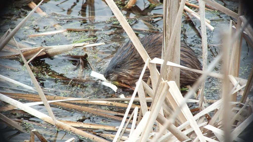 Muskrat - chews on fresh plant root - Cranberry Marsh - Lynde Shores Conservation Area