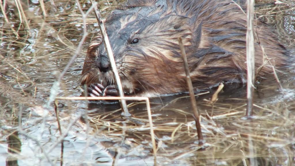 Muskrat holds a stick and looks at me - Cranberry Marsh - Lynde Shores Conservation Area