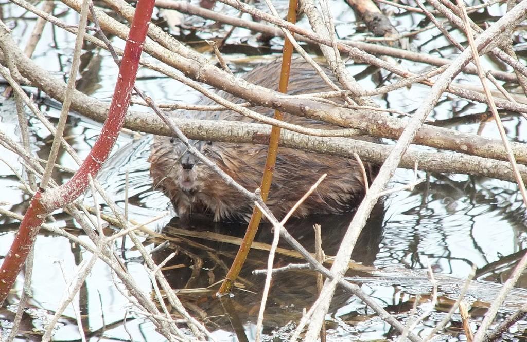 Muskrat - stares at my from waters edge - Cranberry Marsh - Lynde Shores Conservation Area