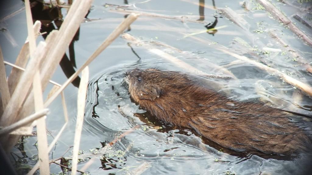 Muskrat - swims through cat-tails - Cranberry Marsh - Lynde Shores Conservation Area
