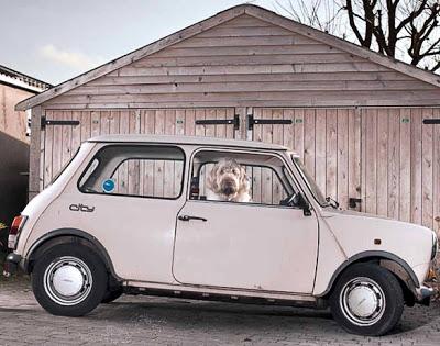 Dramatic Portraits Reveal the Silence of DOGS in CARS!