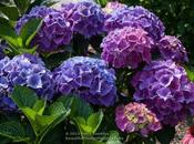 Bigleaf Hydrangeas