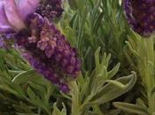 127/365 Lavender's Loo, Dilly