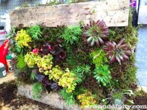 Pallet Living Wall